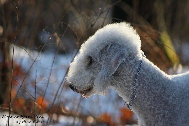Airis Blue Volshebny Svet 2009-12-26 (19).JPG